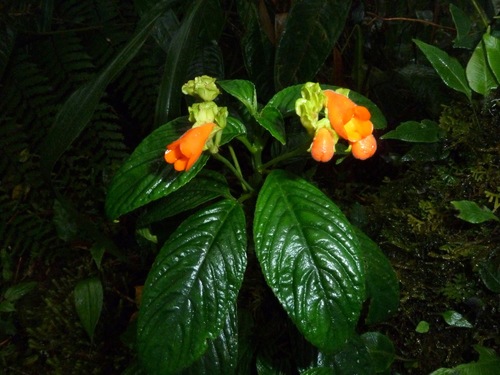 Gasteranthus columbianus