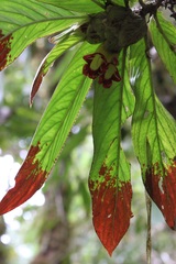 Columnea medicinalis