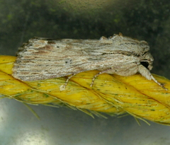 Spodoptera albula