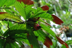 Columnea medicinalis