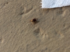 Mezium americanum