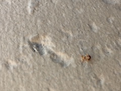 Mezium americanum