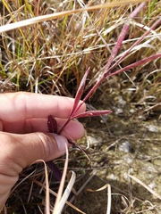 Buchnera floridana image
