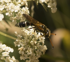 Trachypus denticollis