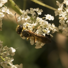 Trachypus denticollis