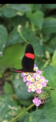 Heliconius erato
