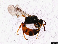 Hylaeus littleri