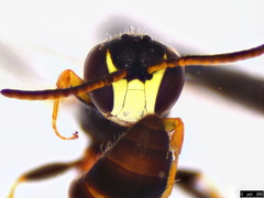 Hylaeus littleri