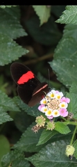 Heliconius erato