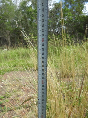 Bothriochloa decipiens