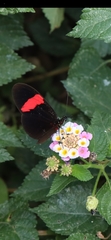 Heliconius erato