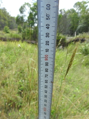 Bothriochloa decipiens