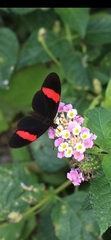 Heliconius erato