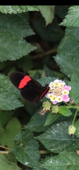 Heliconius erato