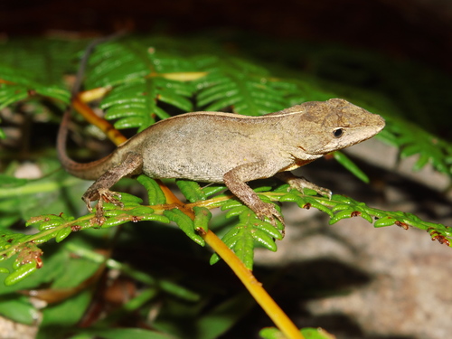 Odd-scaled Anole, Anolis heteropholidotus