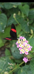 Heliconius erato