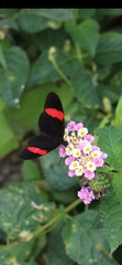 Heliconius erato