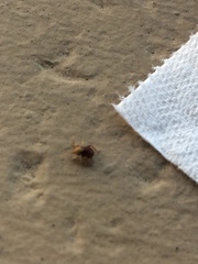 Mezium americanum