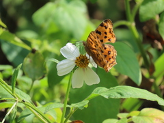Polygonia c-aureum lunulata