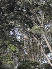 Buteo jamaicensis