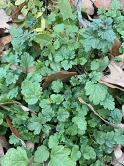 Lamium amplexicaule