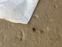 Mezium americanum