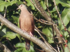Columbina talpacoti