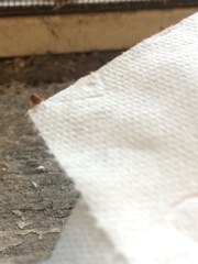 Mezium americanum