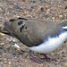 Tambourine Dove - Photo (c) Peter Vos, some rights reserved (CC BY-NC)