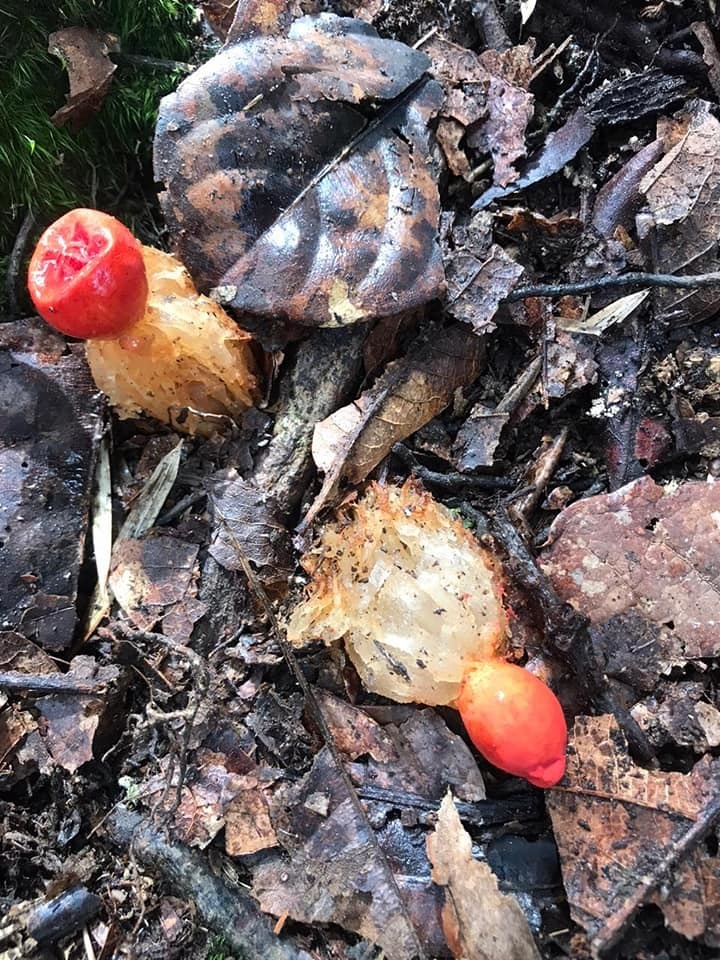 Calostoma cinnabarinum · April 2020 · photo: © mechas (iNaturalist, cc-by-sa)