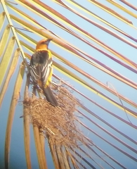 Icterus gularis
