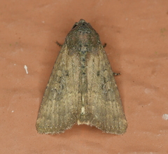 Condica sutor