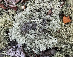 Cladonia arbuscula squarrosa