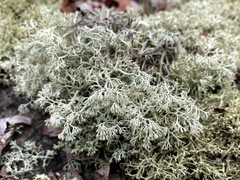 Cladonia arbuscula squarrosa