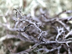 Cladonia arbuscula squarrosa