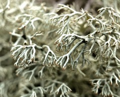 Cladonia arbuscula squarrosa