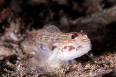 Istigobius hoesei