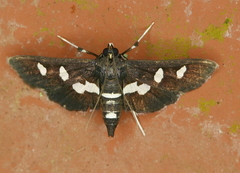 Desmia funeralis