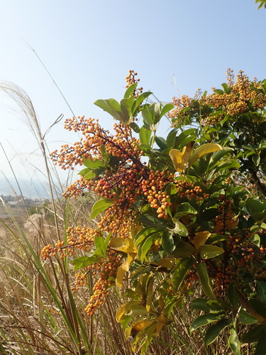 Heptapleurum arboricola