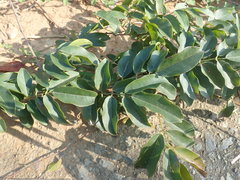 Wisteriopsis reticulata