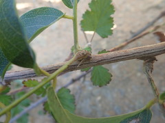 Wisteriopsis reticulata