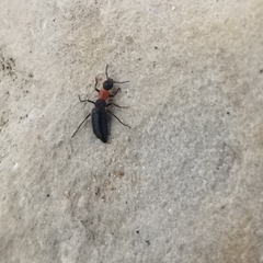 Endeodes collaris