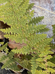 Myriopteris wootonii