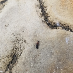 Endeodes collaris