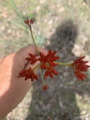 Haemodorum coccineum