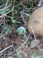 Syneilesis hayatae