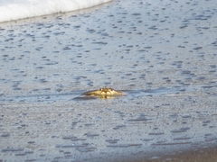 Metacarcinus magister