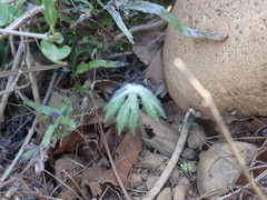 Syneilesis hayatae