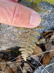Myriopteris wootonii
