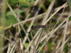 Tramea cophysa